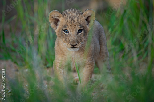 An adorable Lion cub seen on a safari in the Kruger National Park  South Africa.