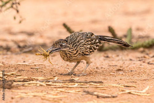 USA, Arizona, Santa Cruz County. Roadrunner attacking scorpion to eat. © Danita Delimont