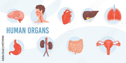 Set of vector cartoon flat internal organs and systems-brain,stomach,lungs,heart,liver,kidneys,uterus-human anatomy disease,medical diagnostics,treatment and therapy concept