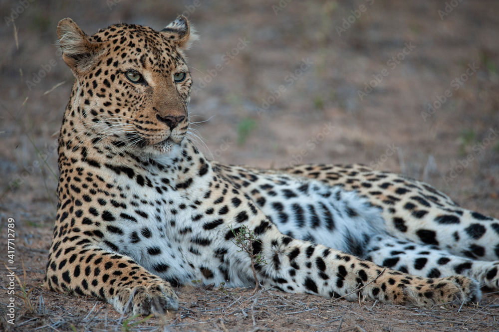 A wild leopard seen on a safari in Kruger National Park A wild leopard seen on a safari in Kruger National Park