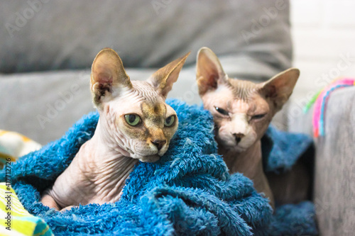 Two bald Canadian Sphynx cats lying on the couch under a blue plaid. Domestic cats in a cozy atmosphere. Bald cat with green eyes in focus.