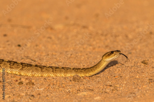 USA, Arizona, Santa Cruz County. Black-tailed rattlesnake tasting with tongue.