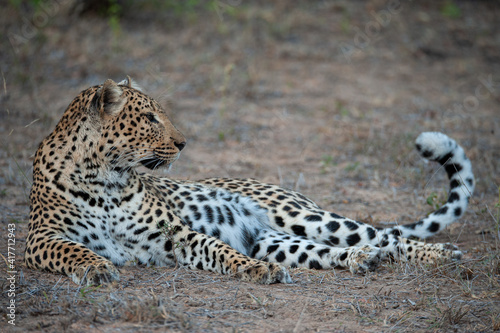 A wild leopard seen on a safari in Kruger National Park