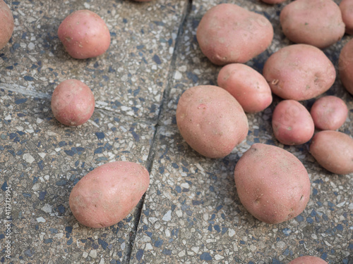 Group of newly harvested and washed potatoes - Solanum tuberosum drying on pavement. Harvesting potato roots in homemade garden. Organic farming  healthy food  BIO viands  back to nature concept.