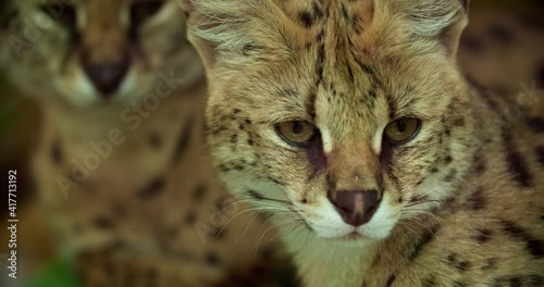 a couple of ocelots close-up resting in the shade