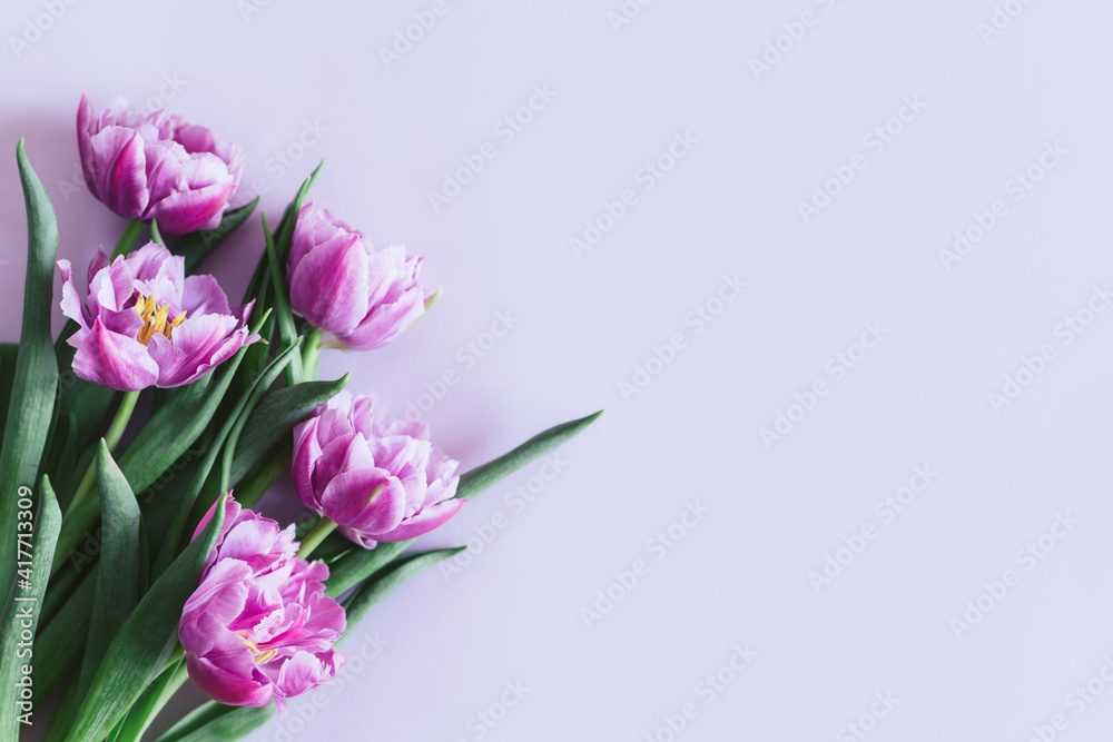 Tender violet tulips on pastel violet background. Greeting card for Women's day.