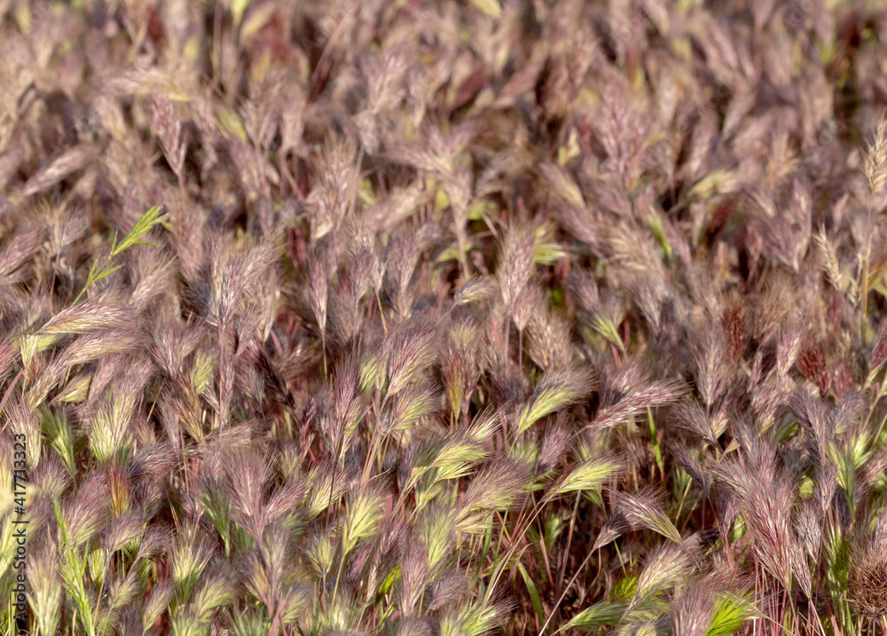 USA, Arizona, Phoenix. Weed patterns. USA, Arizona, Phoenix. Weed patterns.