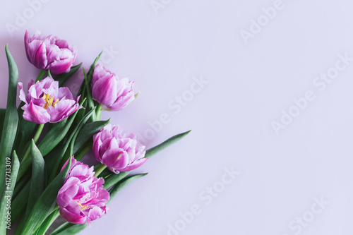 Tender violet tulips on pastel violet background. Greeting card for Women s day.
