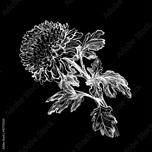 Hand drawn closeup silhouette of Chrysanthemum flower, stem and leaves isolated on black. Vector monochrome illustration. Design element for created hand drawn greeting card, poster.