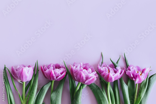 Fototapeta Naklejka Na Ścianę i Meble -  Tender violet tulips on pastel violet background. Greeting card for Women's day.