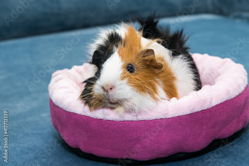 Guinea pig. A young funny guinea pig lies in a pink crib, a pink hammock