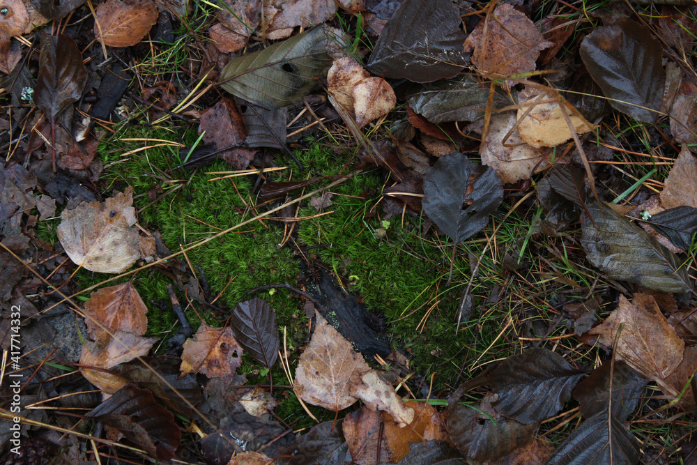 Late autumn. Fallen leaves and moss.