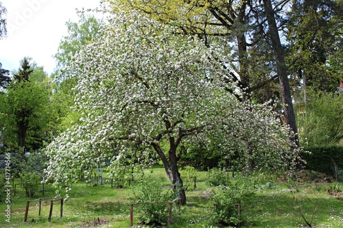 Blooming Prunus padus trees with many white flowers on dark spring days