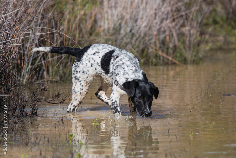 Cute spotted female mixed puppy dog playing on a pond