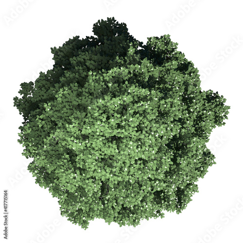 VEGETATION TOP VIEW - TREES AND BUSHES IN PLAN