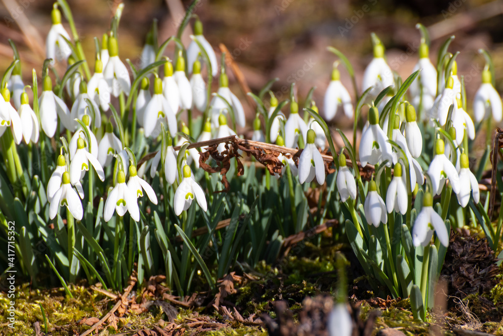 Galanthus nivalis, the snowdrop Galanthus nivalis, the snowdrop
