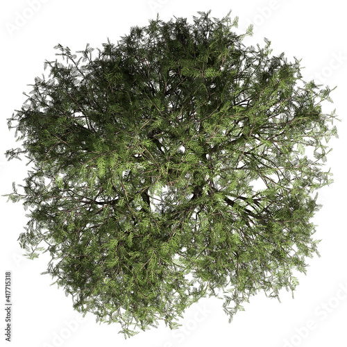 VEGETATION TOP VIEW - TREES AND BUSHES IN PLAN