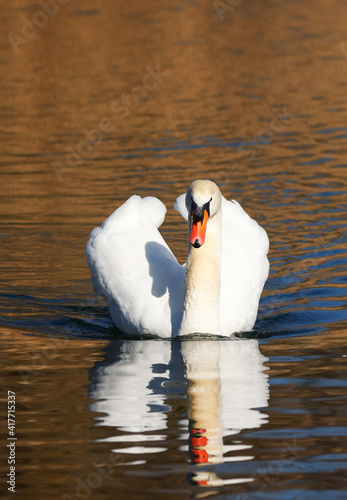 A Mute Swan  cygnus olor  in the Ziegeleipark  Heilbronn  Germany