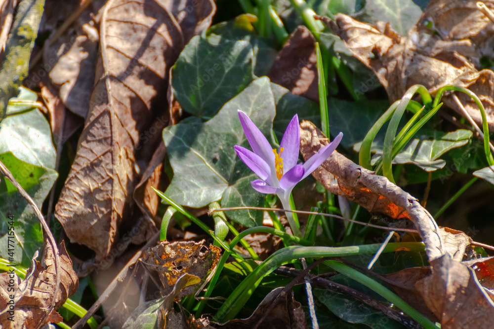Fototapeta premium Crocus tommasinianus, the woodland or early crocus