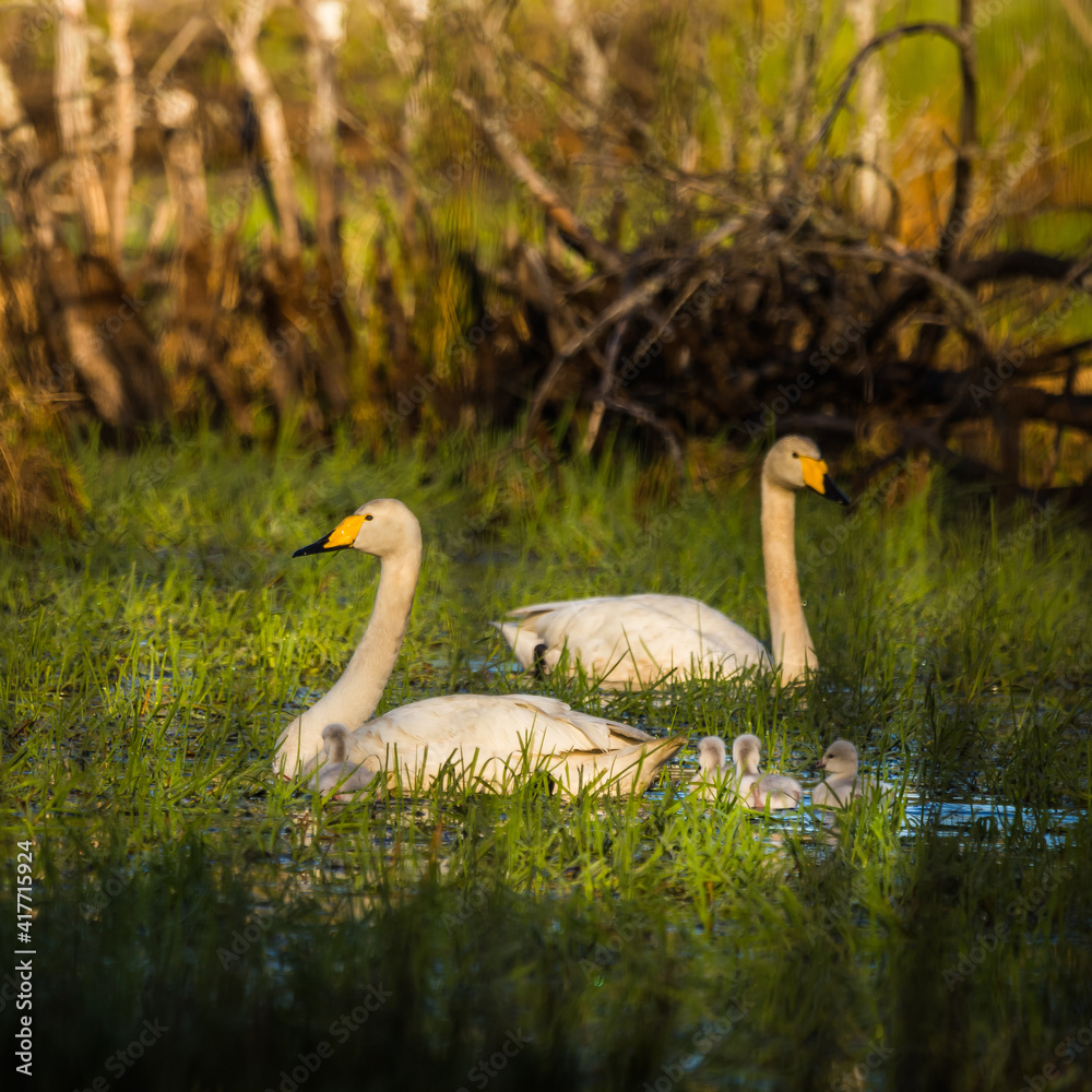 Fototapeta premium A beautiful family of wild whooper swand in wetlands. Adult birds with cygnets swimming in water. Beautiful springtime scenery with cygnus cygnus family.