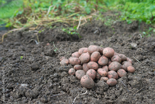 Pile of newly harvested potatoes - Solanum tuberosum on field. Harvesting potato roots from soil in homemade garden. Organic farming, healthy food, BIO viands, back to nature concept.