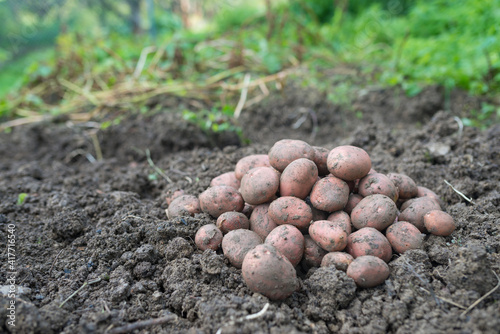 Pile of newly harvested potatoes - Solanum tuberosum on field. Harvesting potato roots from soil in homemade garden. Organic farming, healthy food, BIO viands, back to nature concept.