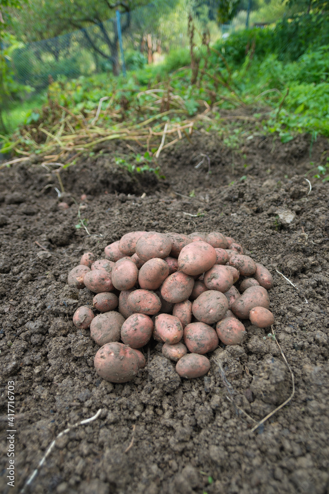 Pile of newly harvested potatoes - Solanum tuberosum on field. Harvesting potato roots from soil in homemade garden. Organic farming, healthy food, BIO viands, back to nature concept. Pile of newly harvested potatoes - Solanum tuberosum on field. Harvesting potato roots from soil in homemade garden. Organic farming, healthy food, BIO viands, back to nature concept.