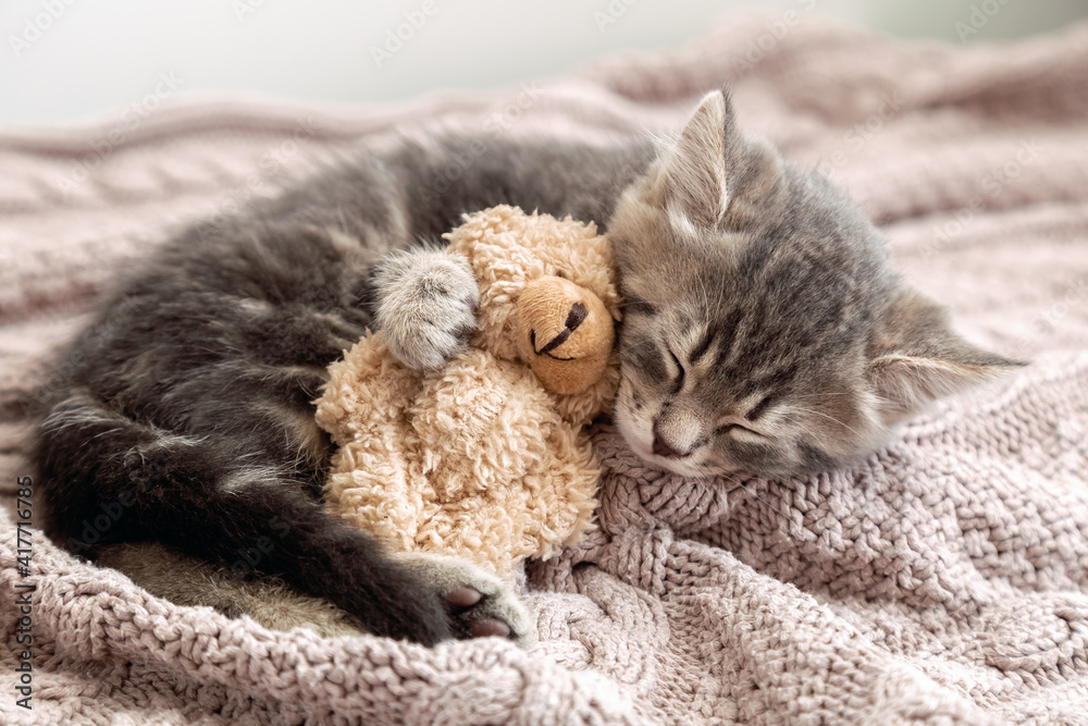 Fluffy tabby kitten snoozing comfortably hug teddy bear on knitted pink plaid. Little Cat sleep on cozy blanket hugs toy. Baby kitten sweet dreams Fluffy tabby kitten snoozing comfortably hug teddy bear on knitted pink plaid. Little Cat sleep on cozy blanket hugs toy. Baby kitten sweet dreams