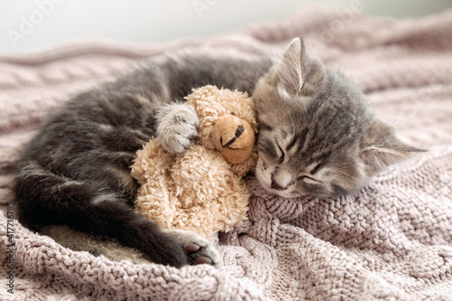 Fluffy tabby kitten snoozing comfortably hug teddy bear on knitted pink plaid. Little Cat sleep on cozy blanket hugs toy. Baby kitten sweet dreams