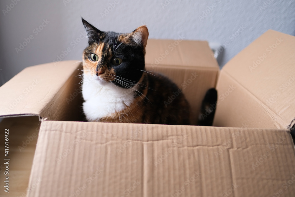Fototapeta premium dark brown cat sits at home in an empty cardboard box, plays, the concept of games and leisure pets, keeping and caring for animals