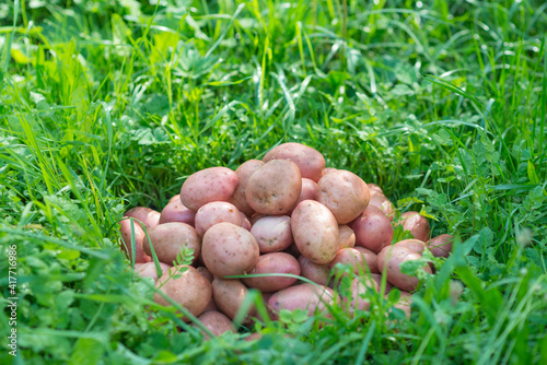 Pile of newly harvested and washed potatoes - Solanum tuberosum on grass. Harvesting potato roots in homemade garden. Organic farming  healthy food  BIO viands  back to nature concept.