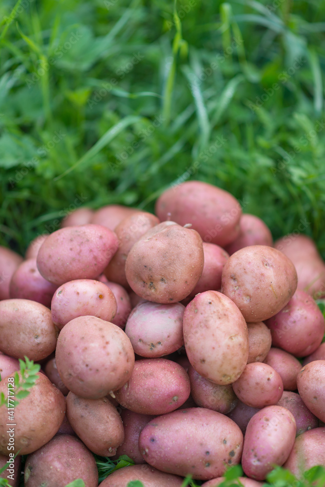 Pile of newly harvested and washed potatoes - Solanum tuberosum on grass. Harvesting potato roots in homemade garden. Organic farming, healthy food, BIO viands, back to nature concept. Pile of newly harvested and washed potatoes - Solanum tuberosum on grass. Harvesting potato roots in homemade garden. Organic farming, healthy food, BIO viands, back to nature concept.