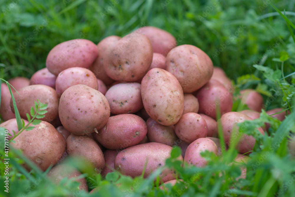 Pile of newly harvested and washed potatoes - Solanum tuberosum on grass. Harvesting potato roots in homemade garden. Organic farming, healthy food, BIO viands, back to nature concept. Pile of newly harvested and washed potatoes - Solanum tuberosum on grass. Harvesting potato roots in homemade garden. Organic farming, healthy food, BIO viands, back to nature concept.