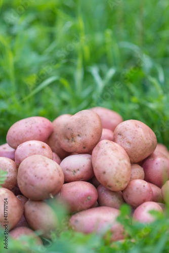 Pile of newly harvested and washed potatoes - Solanum tuberosum on grass. Harvesting potato roots in homemade garden. Organic farming  healthy food  BIO viands  back to nature concept.