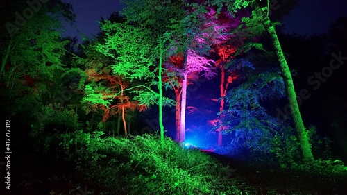 Forest Lumina