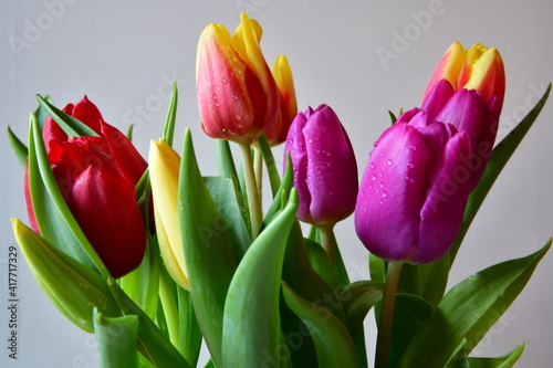 bouquet of colorful tulips with white background