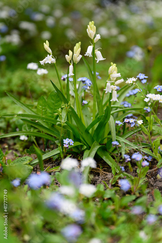 White bell flowers with green leaves in the garden.
