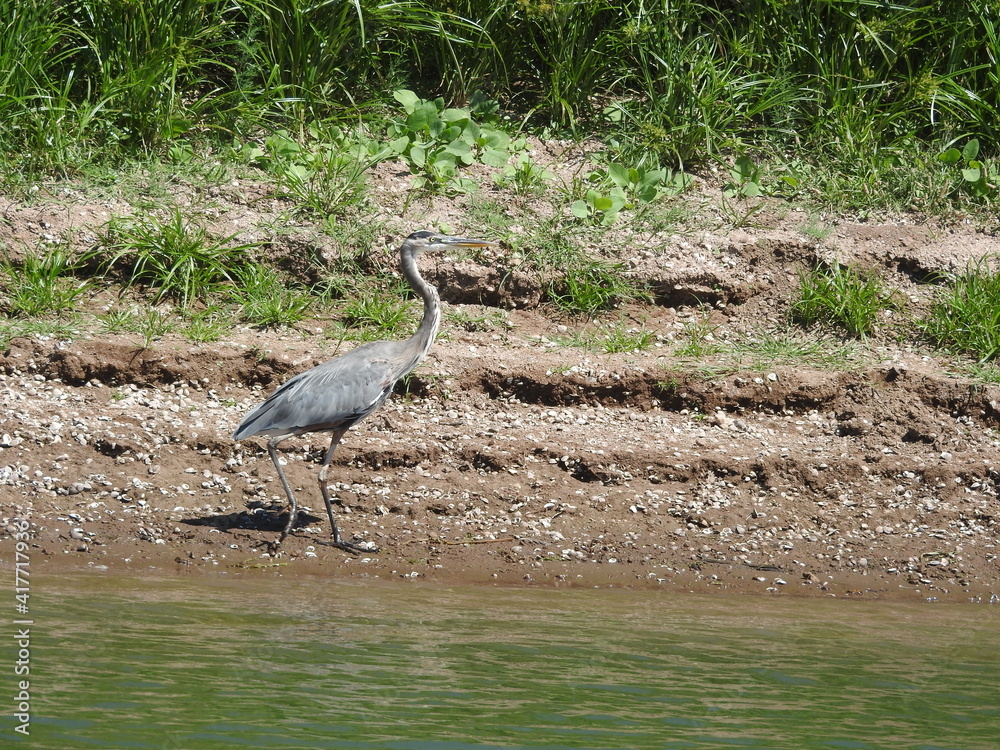 Fototapeta premium A Great Blue Heron standing on the shores of Lake Casitas, in Ventura County, California.