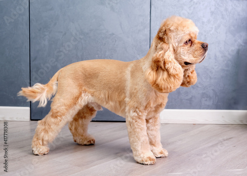 American Cocker Spaniel stands in a rack and shows off a haircut after an animal salon
