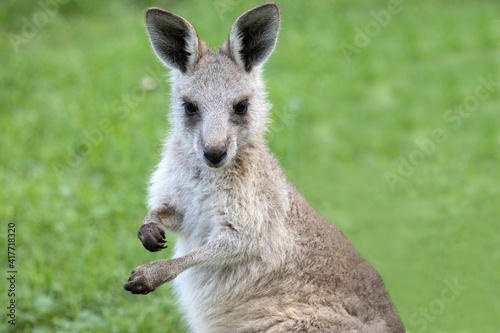 Close up of Eastern Grey Kangeroo joey © Ken Griffiths