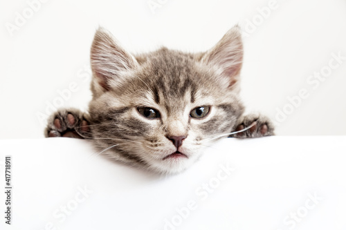 Kitten head portrait with paws peeking over blank white sign placard. Tabby baby cat on placard template. Pet kitten curiously peeking behind white banner background with copy space.