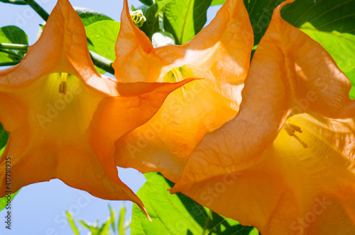 USA, California, Santa Barbara. Las Tunas Botanical Garden, angel trumpet blossoms. photo