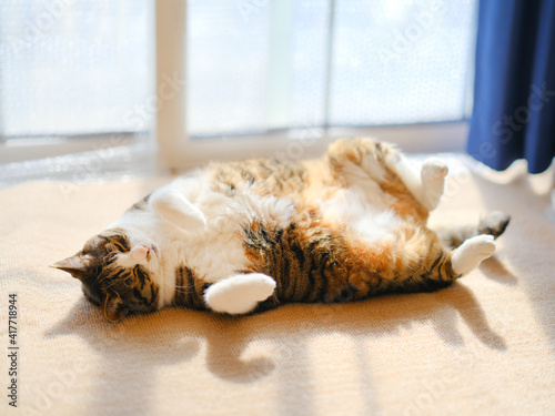 Photography 仰向けに寝る猫