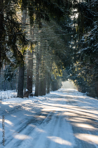 The road leading through the forest in the rays of the morning sun
