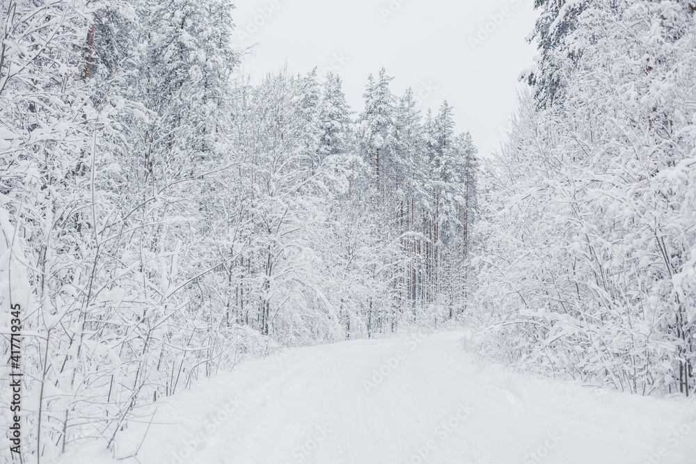 winter forest covered with white snow winter forest covered with white snow