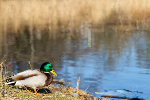 duck by a pond