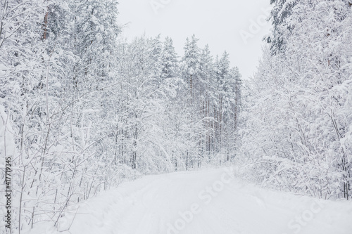 winter forest covered with white snow