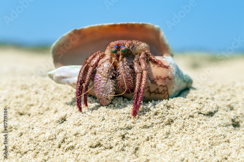 Coenobita perlatus Hermit crabs
