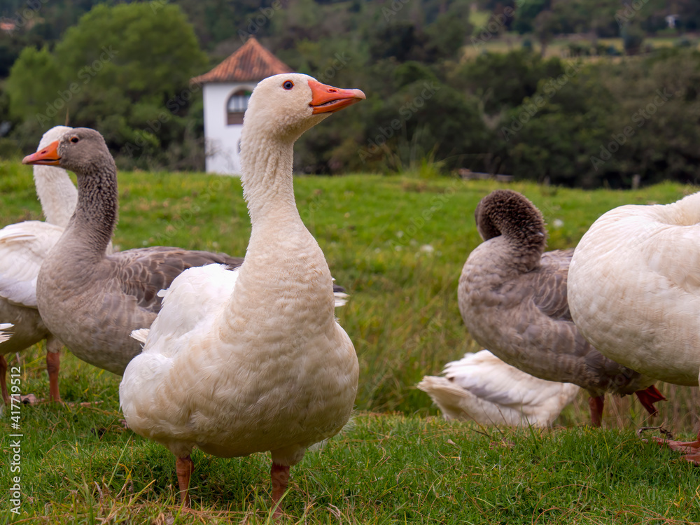 A group of white and gray geese on a field in the afternoon, near the colonial town of Villa de Leyva, in the department of Boyaca, Colombia. A group of white and gray geese on a field in the afternoon, near the colonial town of Villa de Leyva, in the department of Boyaca, Colombia.