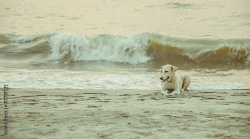 Perro en la playa